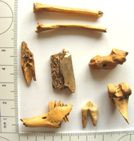 Animal bones