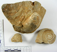 Fossils