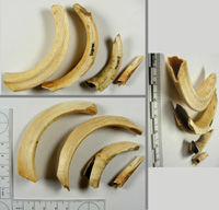 Boars' tusks