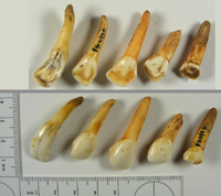 Horse teeth