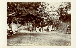 Tea Gardens