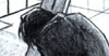 Wolfwood, from 'Paradise'