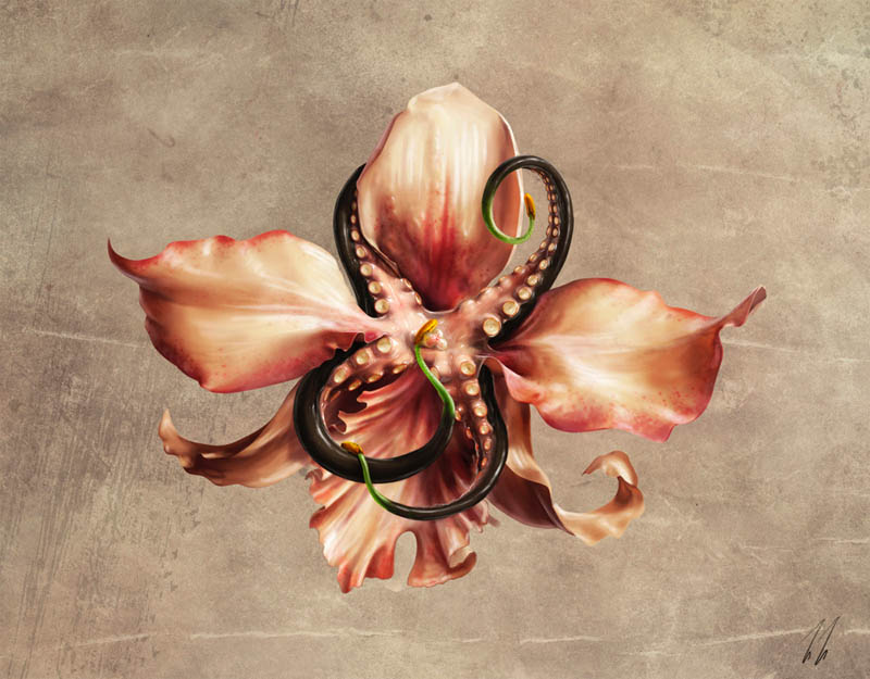 orchid octopus