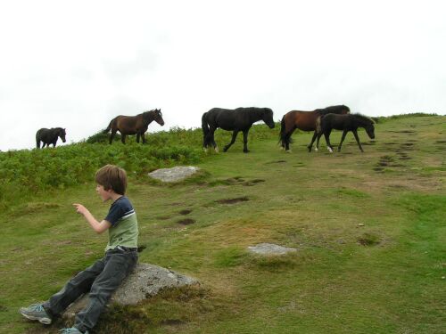 Dartmoor ponies