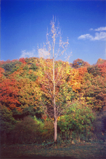 Silver birch at Eastwood 

Farm