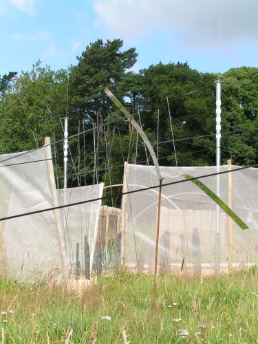 red cabbage garden