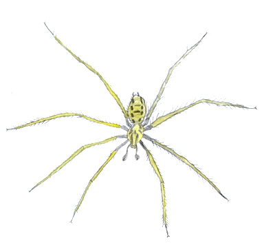 Tegenaria paretina